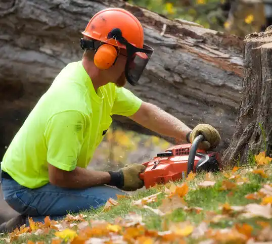 tree services Greenbush